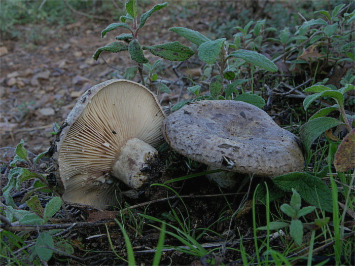Sotto cisto: Lactarius cistophilus e Lactarius tesquorum
